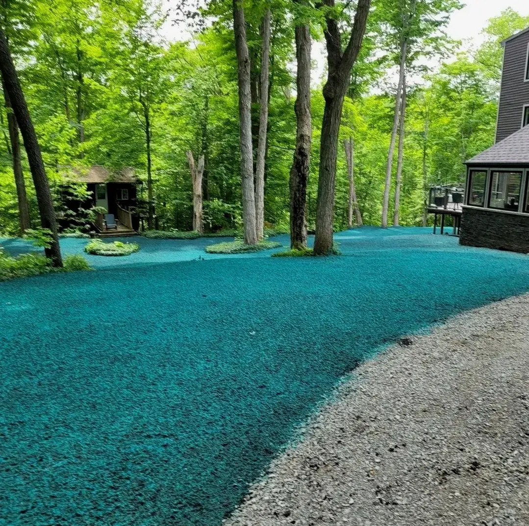 Wooded residential yard freshly covered with hydroseed